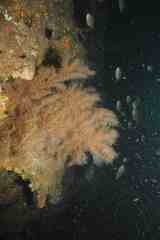 Antipathella wollastoni