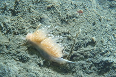Facelina bostoniensis