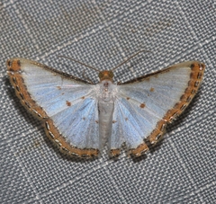 Leuciris