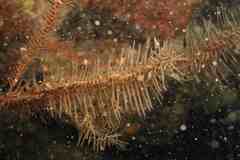 Antipathella wollastoni