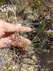 Pelargonium longifolium