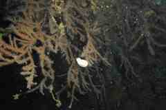 Antipathella wollastoni