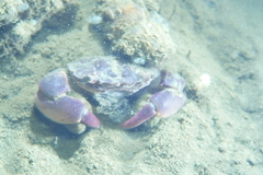 Hemigrapsus takanoi