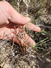 Pelargonium longifolium