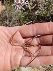 Pelargonium longifolium