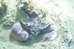 Hemigrapsus takanoi