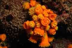 Atlantia caboverdiana