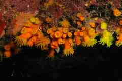 Atlantia caboverdiana