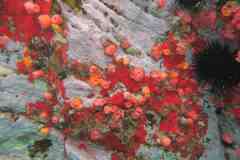 Atlantia caboverdiana