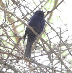 Melaenornis pammelaina