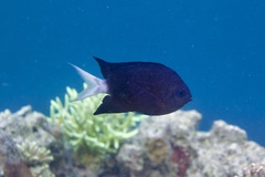 Acanthochromis polyacanthus
