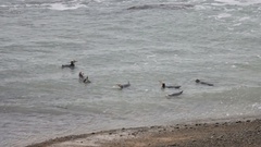 Megadyptes antipodes