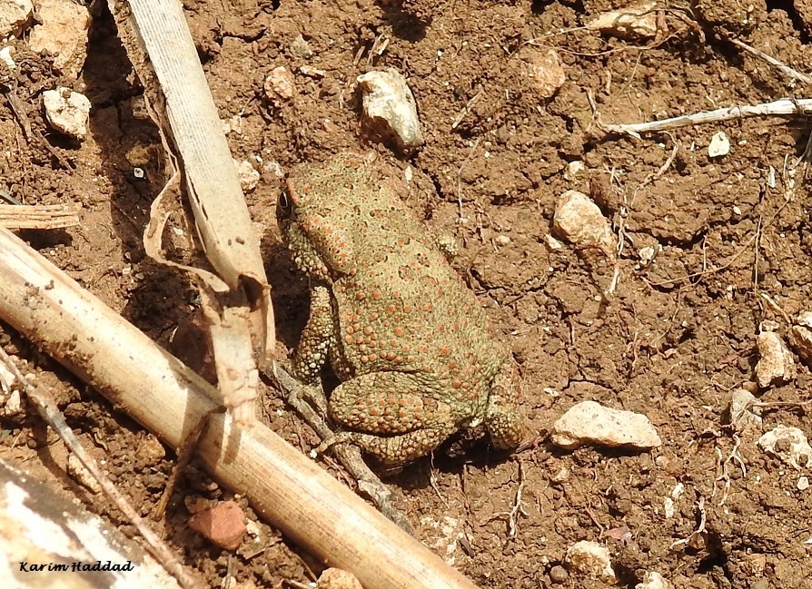 Moroccan Toad