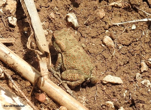 Moroccan Toad