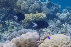 Acanthochromis polyacanthus