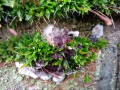 Tortula muralis muralis