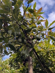 Persea americana