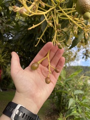 Persea americana
