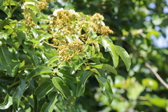 Dalbergia obovata