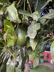Persea americana