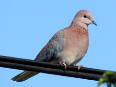 Streptopelia senegalensis senegalensis