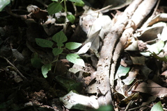 Leptosia alcesta