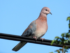 Streptopelia senegalensis senegalensis