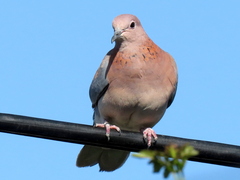 Streptopelia senegalensis senegalensis