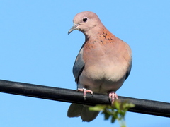 Streptopelia senegalensis senegalensis