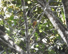 Pachyramphus castaneus