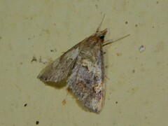 Thesaurica ocellata