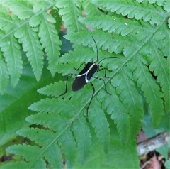 Hypselonotus linea