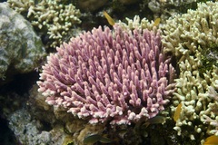 Acropora millepora