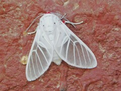 Balacra pulchra