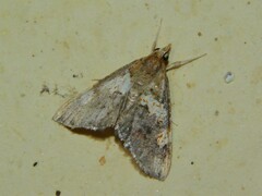 Thesaurica ocellata