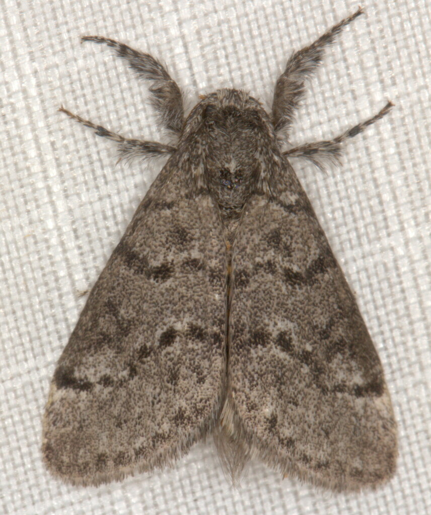 Salvatgea