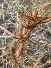 Dichanthelium scabriusculum