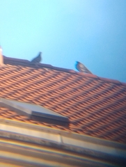 Columba livia domestica