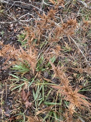 Dichanthelium scabriusculum