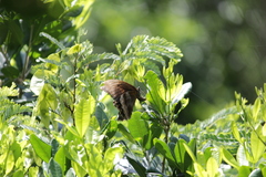 Papilio nireus lyaeus