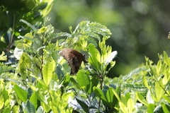 Papilio nireus lyaeus