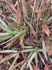 Dichanthelium scabriusculum