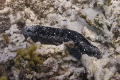Holothuria atra