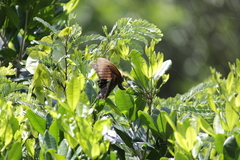 Papilio nireus lyaeus