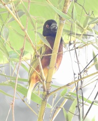 Ploceus jacksoni