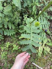 Packera sanguisorbae