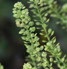 Lepidium densiflorum