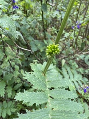 Packera sanguisorbae