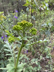 Packera sanguisorbae