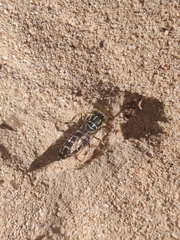 Stictia signata